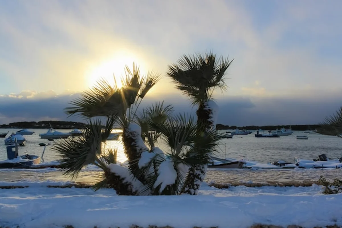 Palmy na plaży przy zachodzącym słońcu