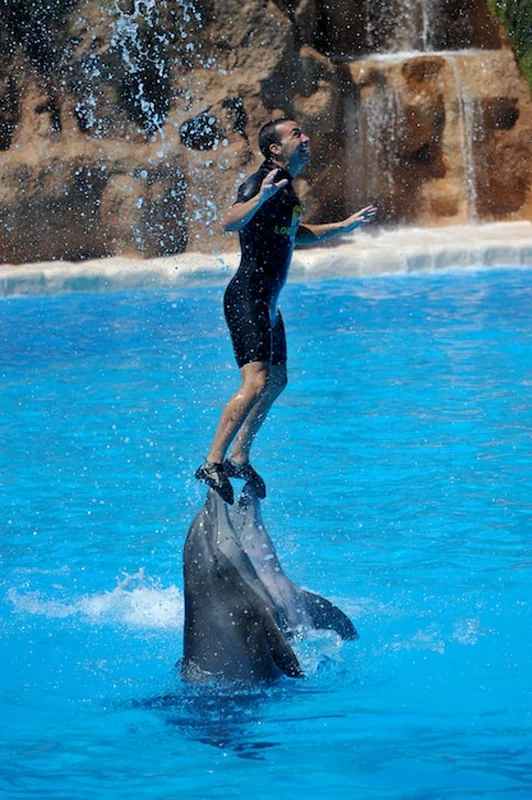 Pokazy wodne z delfinami w Loro Park