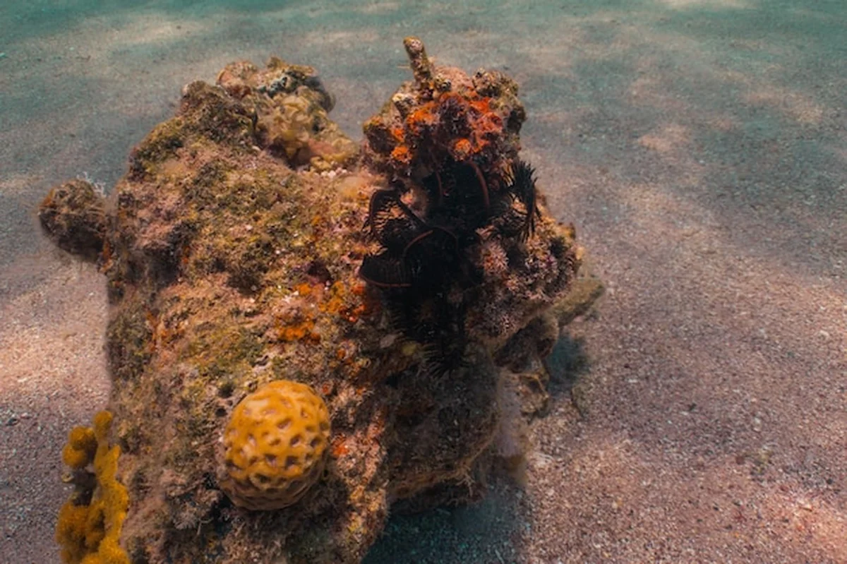 Podwodne Morze Czerwone