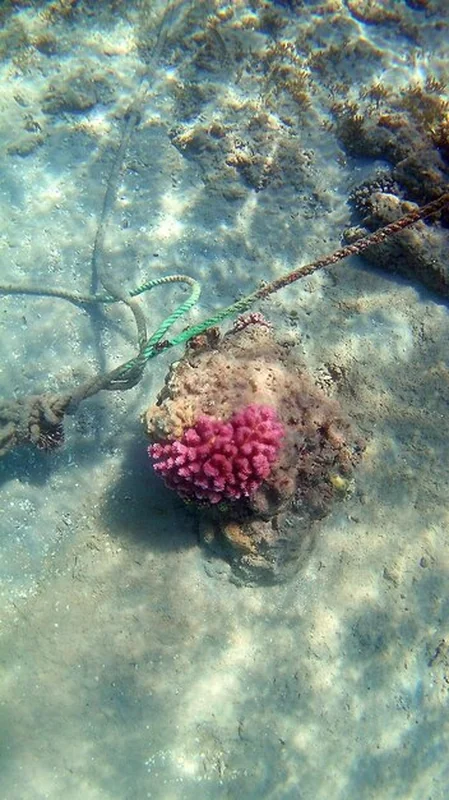 Pływanie wokół jasnej rafy koralowej w Morzu Czerwonym, Egipcie