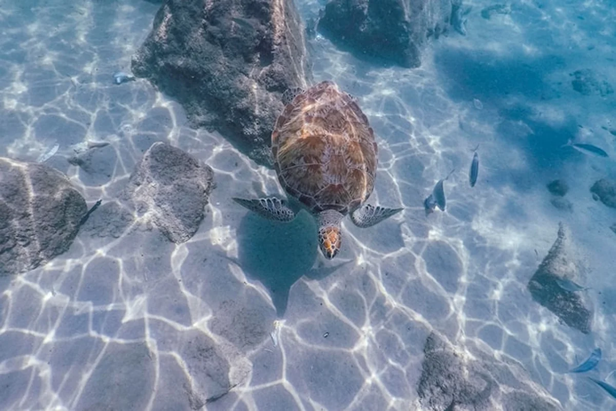 Nurkowanie żółwi morskich w oceanie Curaçao