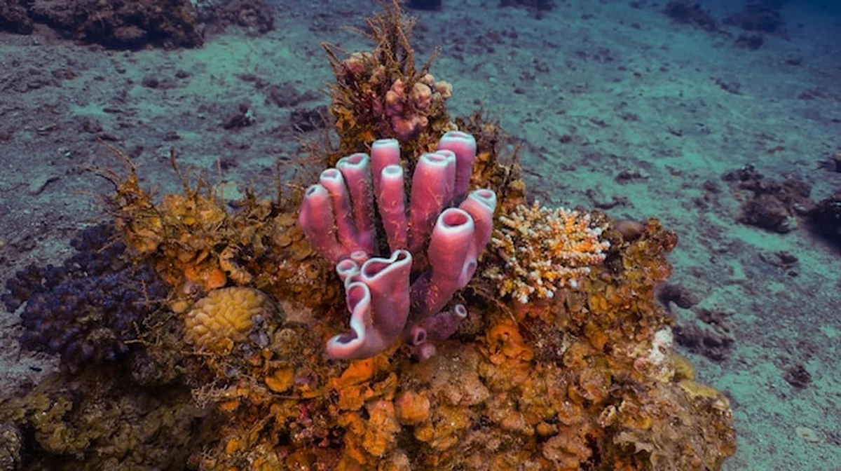 Rafa koralowa podwodna