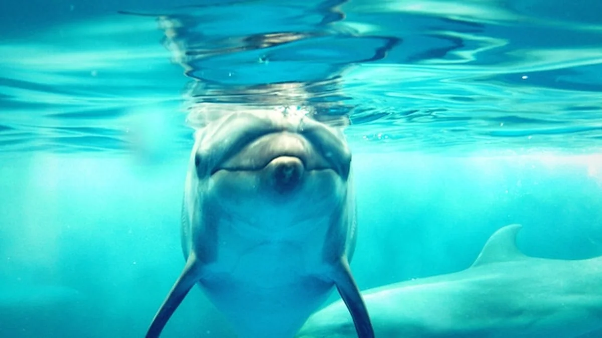 Delfiny pływające w niebieskim morzu